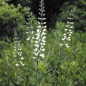 Baptisia Lactea - WHITE FALSE INDIGO - Starter Plant -Dormant
