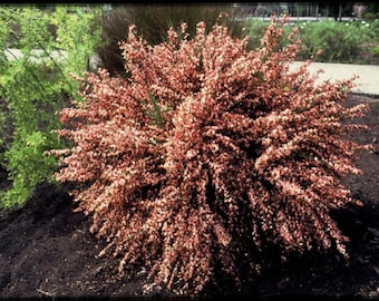 CYTISUS 'ZEELANDIA' - Starter Plant - Approx 6 Inch - No Ship To West Coast