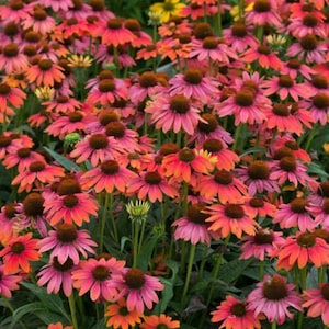 May include: A vibrant field of Echinacea flowers in shades of pink, orange, and yellow. The flowers have prominent brown centers and long, slender petals. The image is a close-up of the flowers, showcasing their intricate details and textures.
