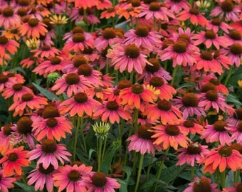 Echinacea 'Sombrero Hot Coral' - STARTER PLANT