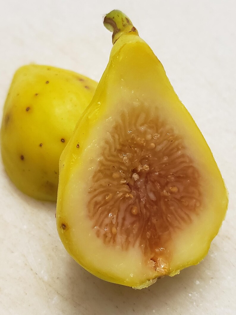 Ficus Carica 'LSU GOLDEN Celeste/champagne'- Fig- Starter Plant ...