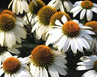 Echinacea 'POW WOW WHITE' - Coneflower - Starter Plant