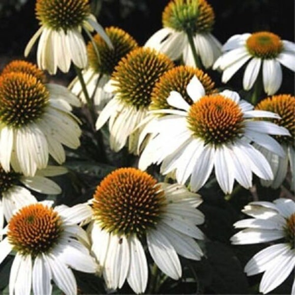 Echinacea 'POW WOW WHITE' - Coneflower - Starter Plant