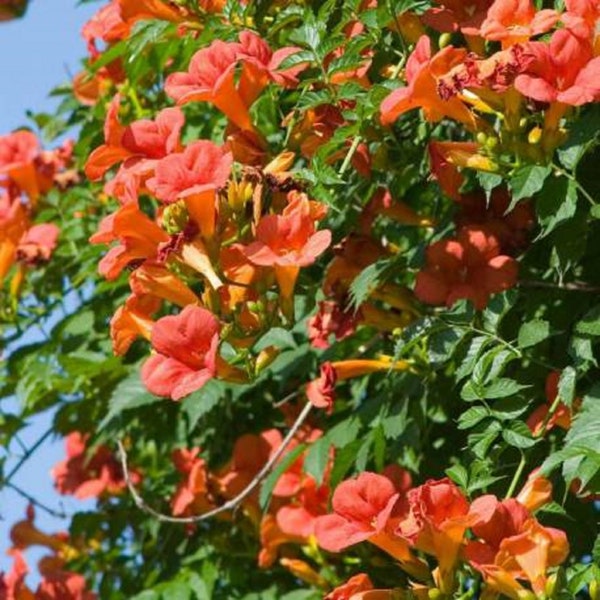 CAMPSIS 'MME GALEN'  - Trumpet Creeper - Starter Plant - Cutback - Approx 3-5 Inch