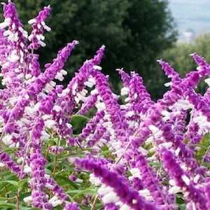 SALVIA LEUCANTHA - Mexican Bush Sage - Starter Plant - Approx 6-8 Inch
