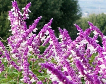 SALVIA LEUCANTHA - Mexican Bush Sage - Starter Plant -Approx 8-12 Inch