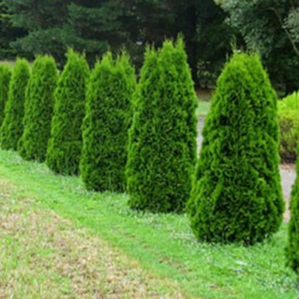 THUJA OCCIDENTALIS 'SMARAGD' - American Arborvitae - Starter Plant - Approx 9-12 Inch