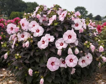 HIBISCUS &#39;DARK MYSTERY&#39; - Starter Plant - Approx 5-7 Inch