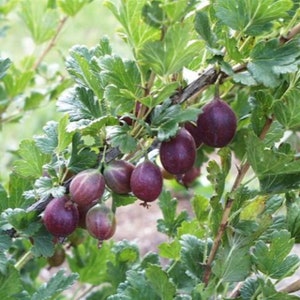 RIBES 'JEANNE' - GOOSEBERRY - Starter Plant -- Approx 8 Inch