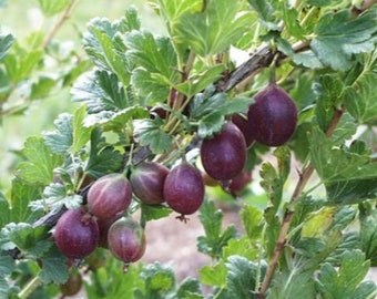 RIBES 'JEANNE' - GOOSEBERRY - Starter Plant -- Approx 4 Inch