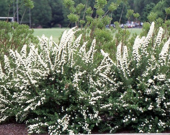 SPIRAEA 'JUNE BRIDE' - Starter  Plant - Approx 5-7 Inch