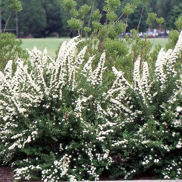 SPIRAEA 'JUNE BRIDE' - Starter  Plant - Approx 5-7 Inch