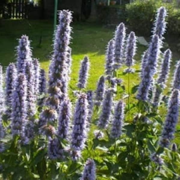 AGASTACHE 'BLUE FORTUNE' - Starter Plant - Approx 4-6 Inch