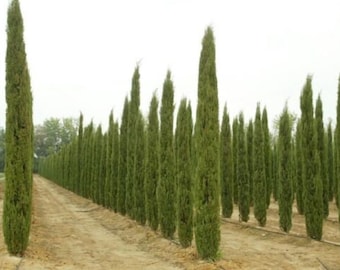 CUPRESSUS SEMPERVIRENS STRICTA - Italian Cypress - Starter Plant - Approx 10-16 Inch