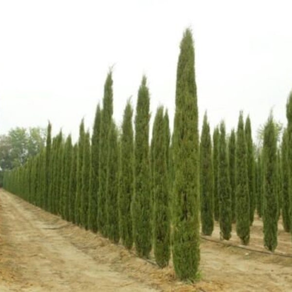 CUPRESSUS SEMPERVIRENS STRICTA - Italian Cypress - Starter Plant - Approx 10-16 Inch