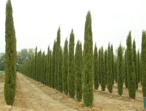 CUPRESSUS SEMPERVIRENS STRICTA - Italian Cypress - Starter Plant - Approx  12-20 Inch