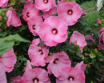 HIBISCUS &#39;AIRBRUSH EFFECT&#39; - Hardy Hibiscus - Starter Plant - Approx 3-5 Inch