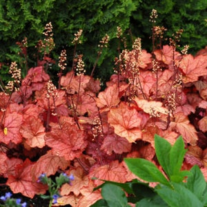 HEUCHERA 'GEORGIA PEACH'- Starter Plant