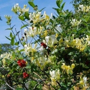 LONICERA 'SCENTSATION'-HONEYSUCKLE - Fragrant - Plant - Approx 6-10 Inch