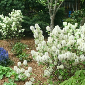 FOTHERGILLA MOUNT AIRY' - Starter Plant - Approx 8-12 Inch