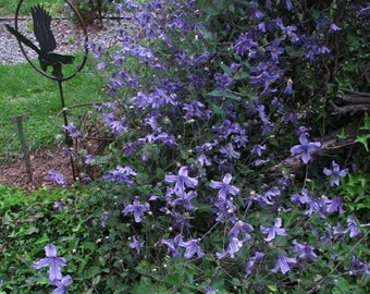 Clematis Integrifolia 'BLUE BOY'- Starter Plant -- Approx 4-6 Inch