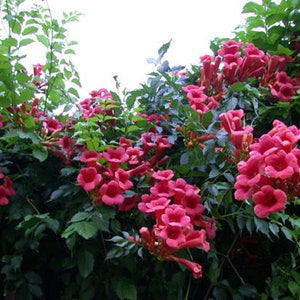 CAMPSIS RADICANS 'ATROPURPUREA' - Trumpet Creeper - Starter Plant - Approx 3 Inch