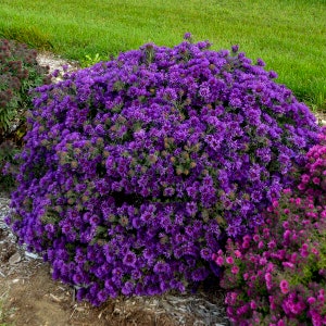 ASTER &#39;GRAPE CRUSH&#39; - Starter Plant - Dormant