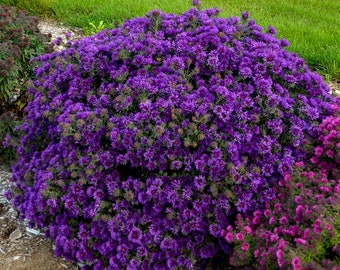 ASTER 'GRAPE CRUSH' - Starter Plant