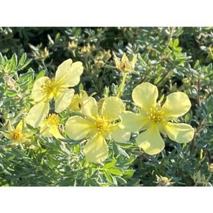 POTENTILLA 'SUNSTAR' - Starter Plant - Approx 5-7 Inch - Dormant