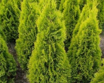 THUJA &#39;JANED GOLD&#39; - Starter Plant - Approx 6-8 Inch