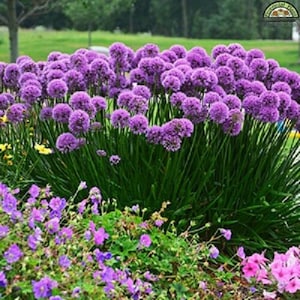 May include: A large cluster of purple ornamental onion flowers in bloom. The flowers are in a garden setting with green foliage and other purple flowers in the foreground.