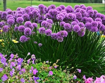 ALLIUM MILLENIUM - Ornamental Onion -Starter Plant
