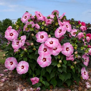 HIBISCUS 'SPINDERELLA' -Starter Plant - Cutback - Approx 5-7 inch