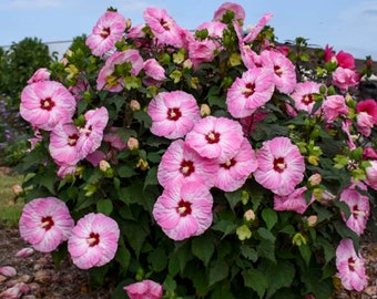 HIBISCUS &#39;SPINDERELLA&#39; -Starter Plant - Cutback - Approx 6-10 Inch