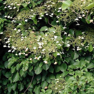 May include: A close-up of a lush green plant with clusters of small white flowers. The plant has large, dark green leaves and delicate white blossoms, creating a vibrant contrast. The image captures the natural beauty of the plant's foliage and blooms.