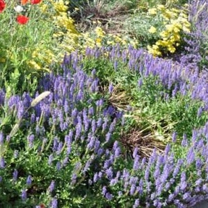 SALVIA 'MAY NIGHT' - Starter Plant