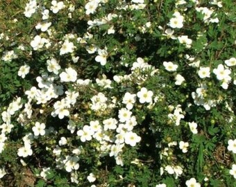 POTENTILLA 'ABBOTSWOOD' - Starter Plant - Approx 5-7 Inch - Dormant