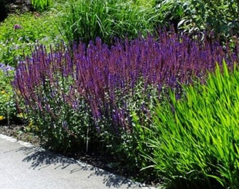 SALVIA NEMEROSA 'CARADONNA' - Starter Plant