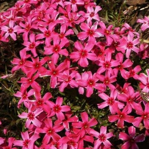 Phlox Subulata 'SCARLET FLAME' - Creeping Phlox - Starter Plant