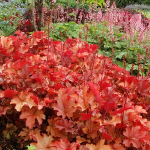 HEUCHERA 'PEACH FLAMBE'-   Starter Plant