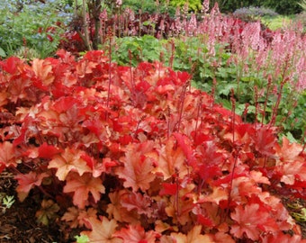 HEUCHERA 'PEACH FLAMBE'-   Starter Plant