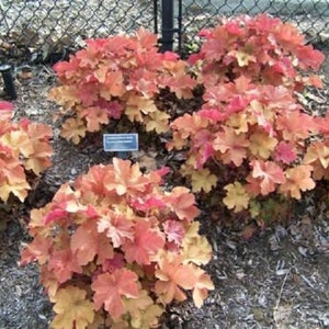 HEUCHERA &#39;CARAMEL&#39;  - Starter Plant