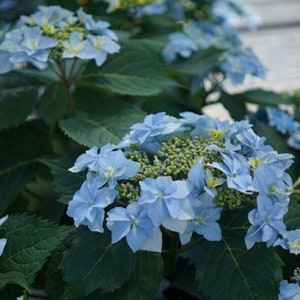 May include: Close-up of a cluster of light blue hydrangea flowers in full bloom. The flowers have delicate petals and are surrounded by dark green leaves. The image captures the vibrant colors and textures of the plant.