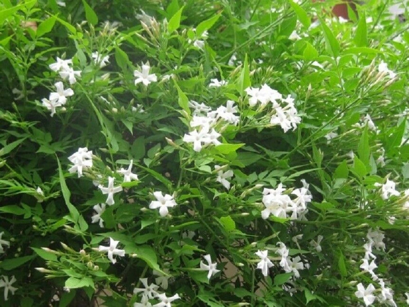 JASMINE OFFICINALE Poet's Jasmine Fragrant Starter Etsy
