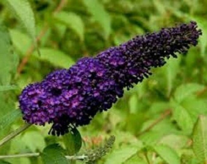 Buddleja Fragrant BUDDLEIA 'BLACK KNIGHT' - Butterfly Bush - Fragrant - Approx 3-5 Inch ...