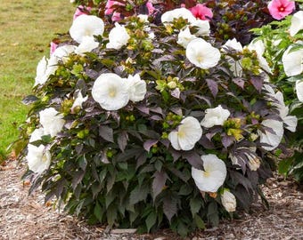 HIBISCUS 'Cookies and Cream' -Starter Plant - Approx 5-7 Inch