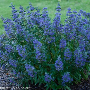 CARYOPTERIS 'BEYOND MIDNIGHT' -Bluebeard' - Starter Plant - Approx 6-8 Inch