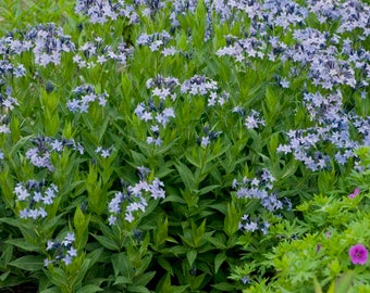 Amsonia 'Blue Ice - Starter Plant - Approx 4-6 Inch