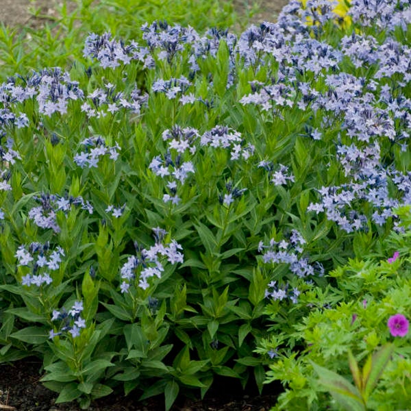 Amsonia 'Blue Ice - Starter Plant - Approx 5 Inch
