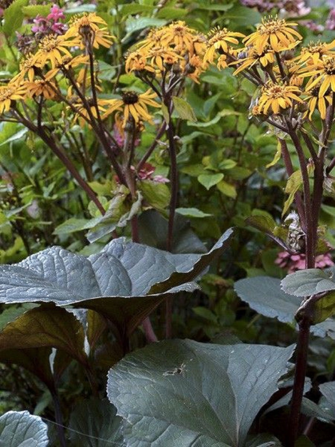 LIGULARIA DENTATA 'PANDORA' Starter Plant Dormant - Etsy